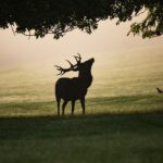 mist, stag, red deer-4551691.jpg