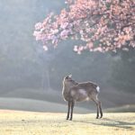 deer, cherry blossoms, fog-7124972.jpg